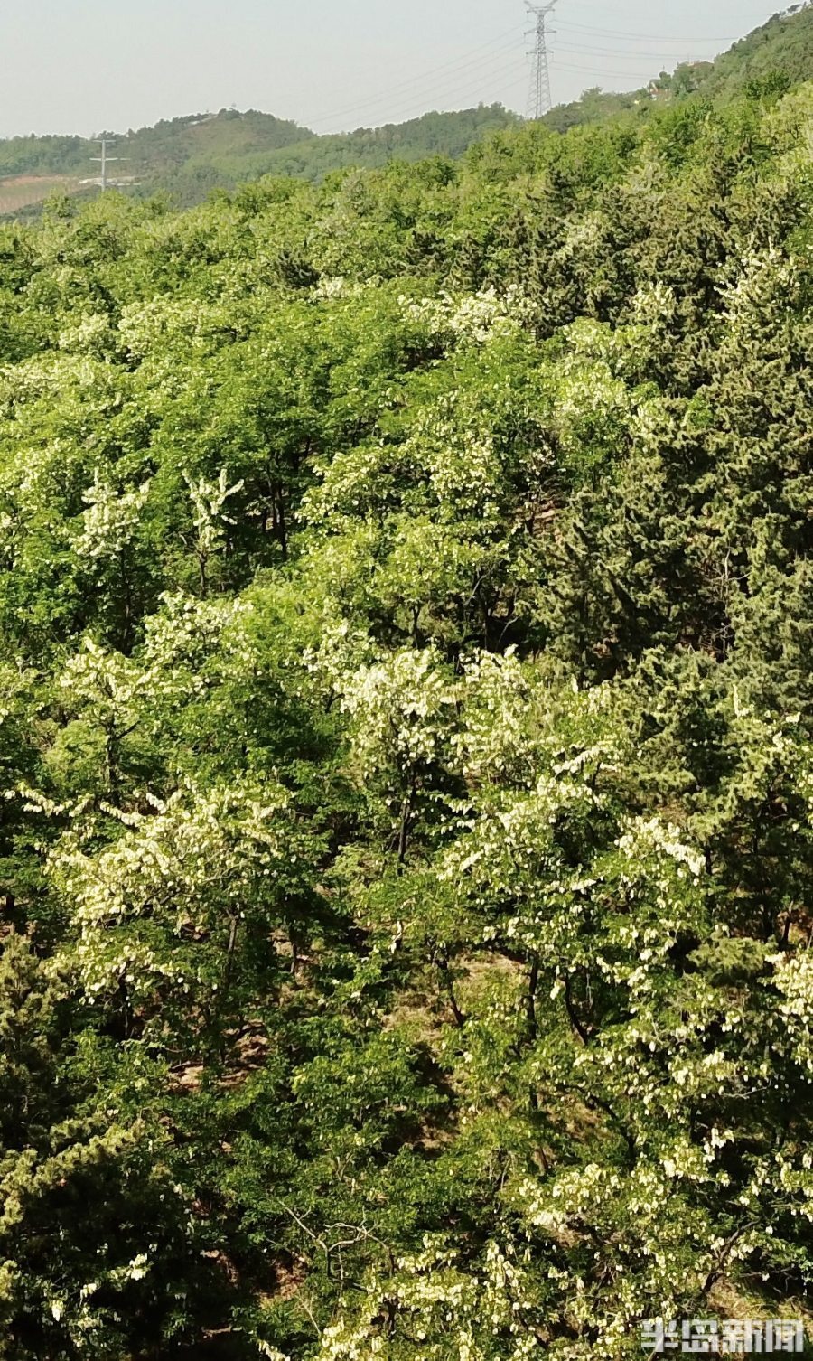 槐花盛开,满山飘香