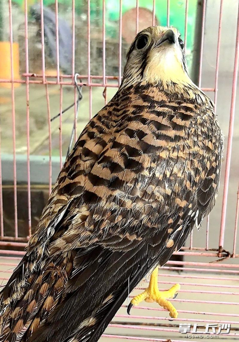 长沙生态动物园开展救护鸟类放归工作,将恢复健康的红隼,凤头鹰,雀鹰