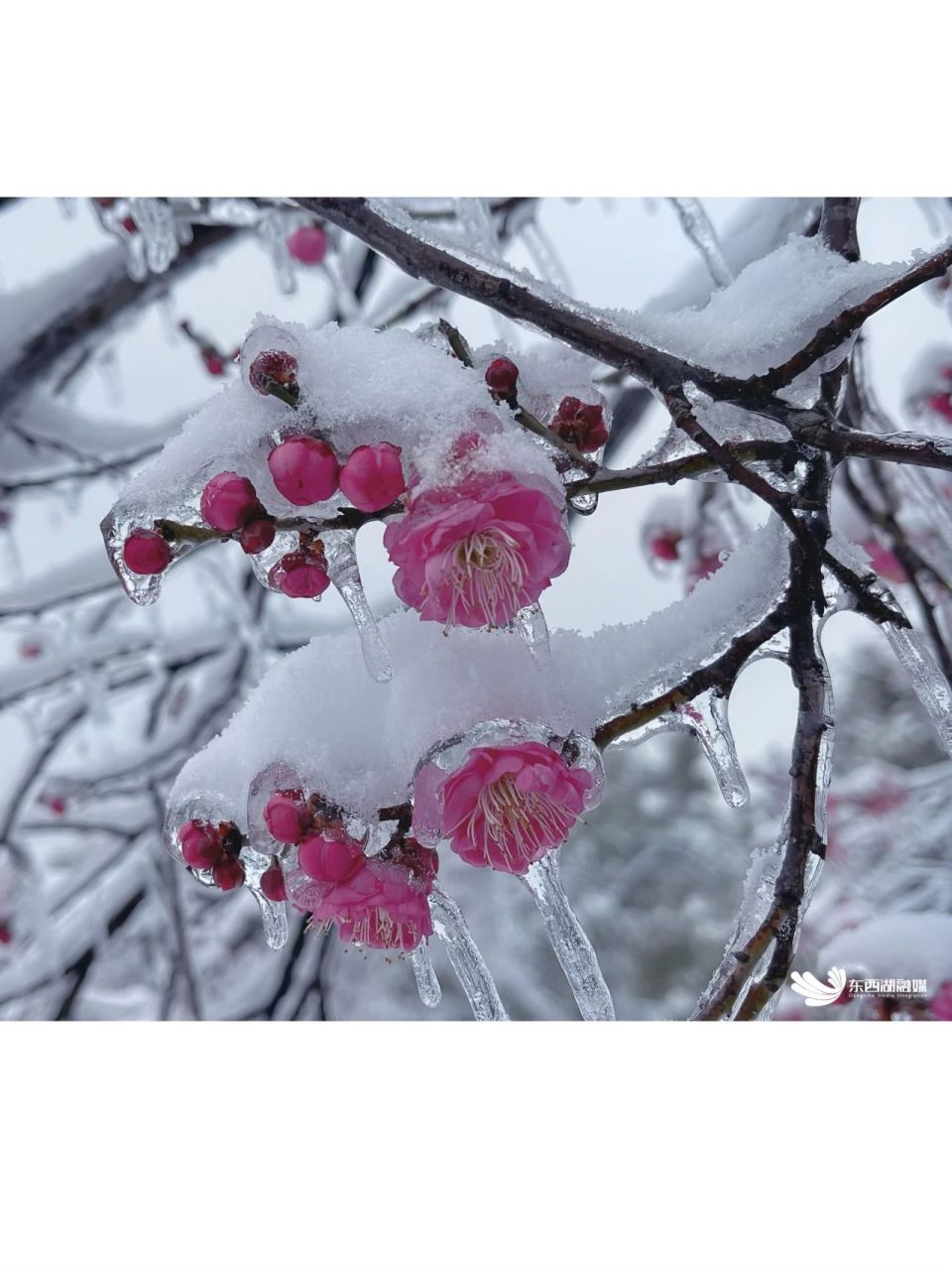 唯美雪梅图片图片