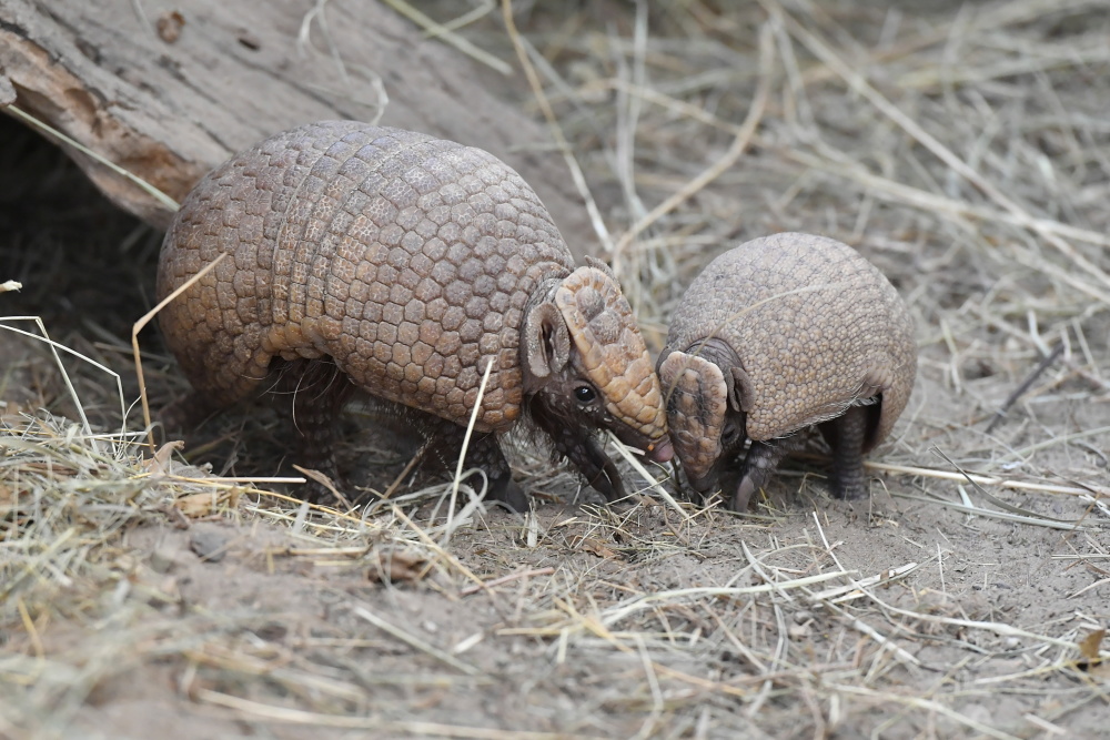 布达佩斯动物园的犰狳