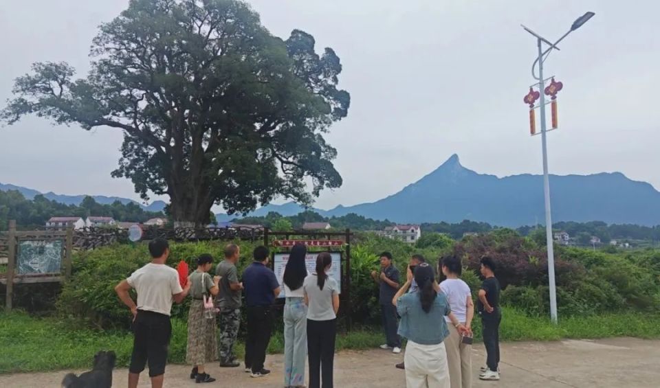 28米,两树一公一母,并肩而立,宛如恩爱情侣,相伴相依,历经千年风霜仍