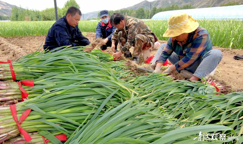 樂都壽樂鎮蔬菜種植力促農民增收