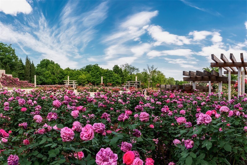 初夏,石家庄市植物园20万株月季开成花海