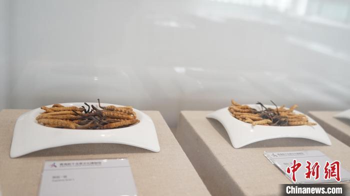 青海冬虫夏草采挖季 民众走进博物馆了解虫草文化