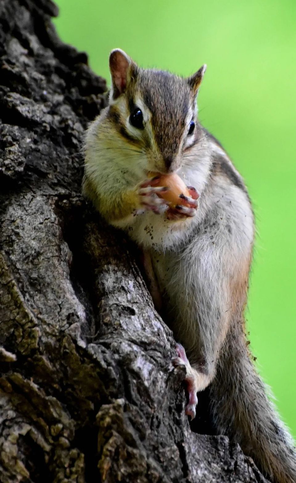 【逗61咔嚓  】路邂花栗鼠 "拜访"家门口