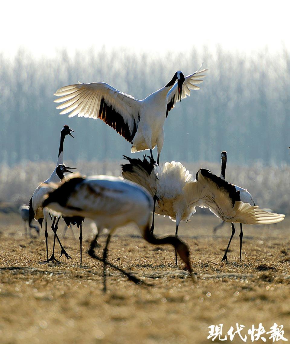 丹顶鹤守护者|刘文举:追拍20多年,"湿地精灵"治愈了自己