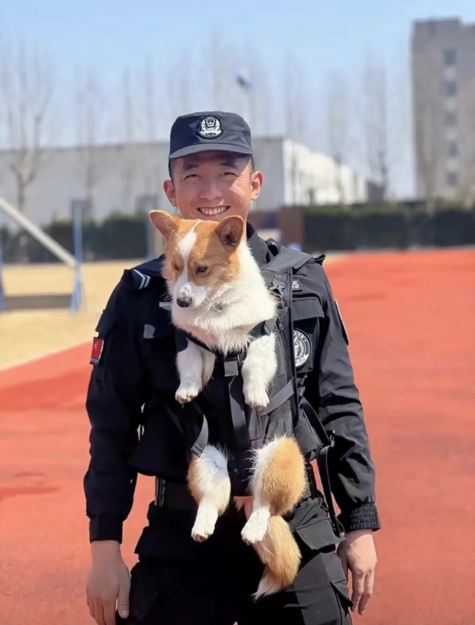 对话柯基警犬"福仔"训导员:腿短是优势,能站立进入狭窄区域工作_腾讯