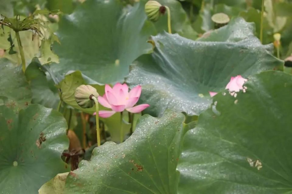 奇村天气今日情况