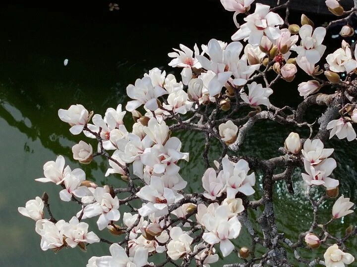 很意外，杭州这里的“百年玉兰”提前绽放，花期只有10天左右哦_腾讯新闻