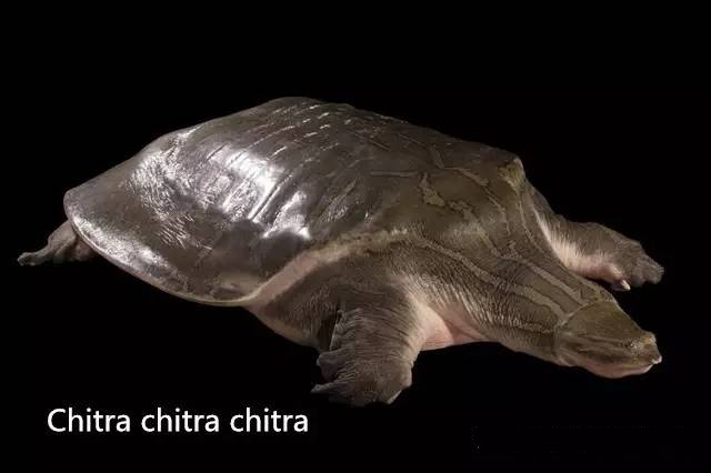 巨大淡水龟曾与人类共存过!