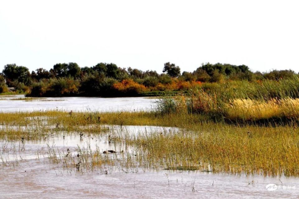 石羊河国家湿地公园图片