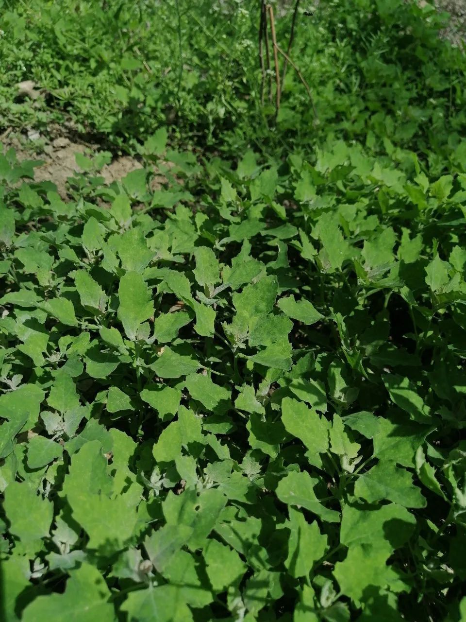 灰灰菜图片开花图片