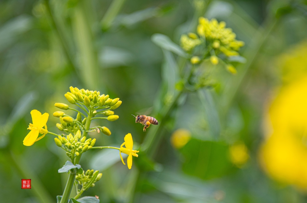 又见菜花黄