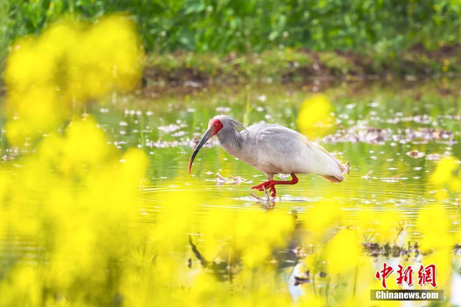 朱鹮与油菜花“同框” 秦巴腹地春色迷人_腾讯新闻