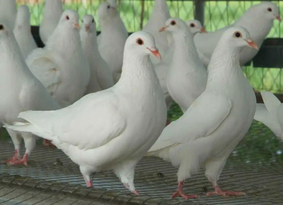 研究以野谷集团培育出了肉鸽新品种天翔一号为蓝本,认为:富硒鸽肉