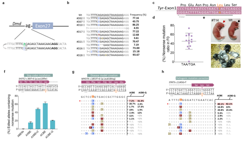 Nature子刊：李大力团队开发精准高效的腺嘌呤颠换编辑器ACBE_腾讯新闻