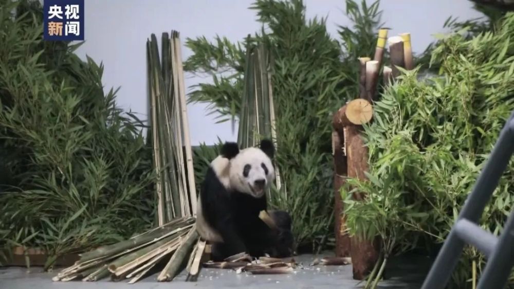 “丫丫”回到北京动物园！一到家就被竹子包围博白在中央最大的官