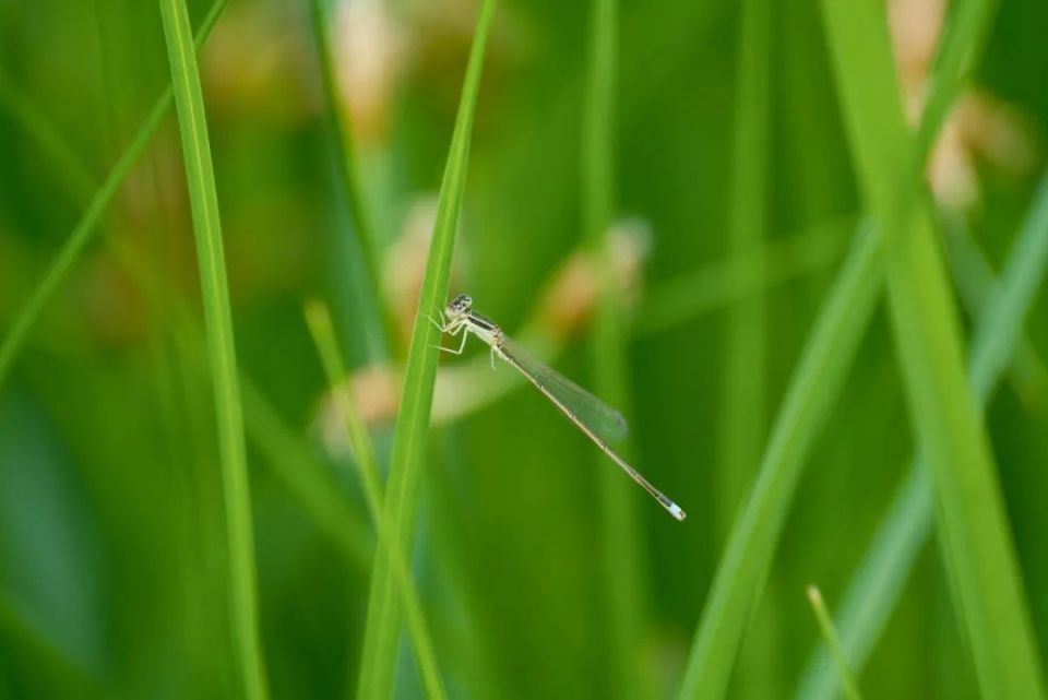 人类飞行梦的启迪！从昆虫到鸟类，如何实现飞翔？