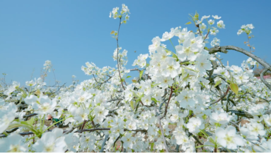 春游江淮 | 宿州泗县:春风有信 梨花有约——泗县"诗书画摄"采风创作