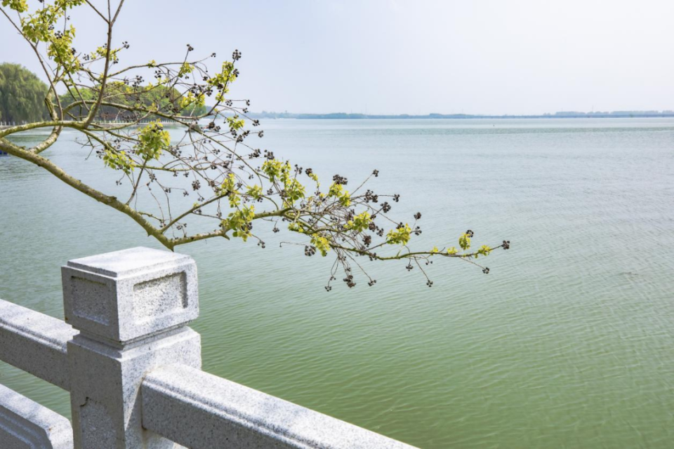 夏日"沪"水游丨青浦:元荡湖畔生活图鉴 美好生活当如是