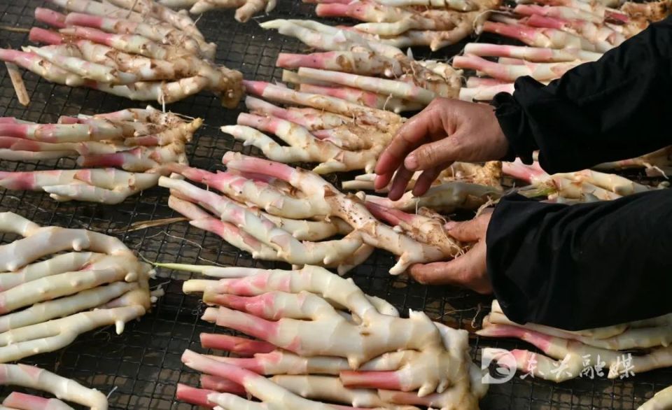 [南方生姜网-图片加载]