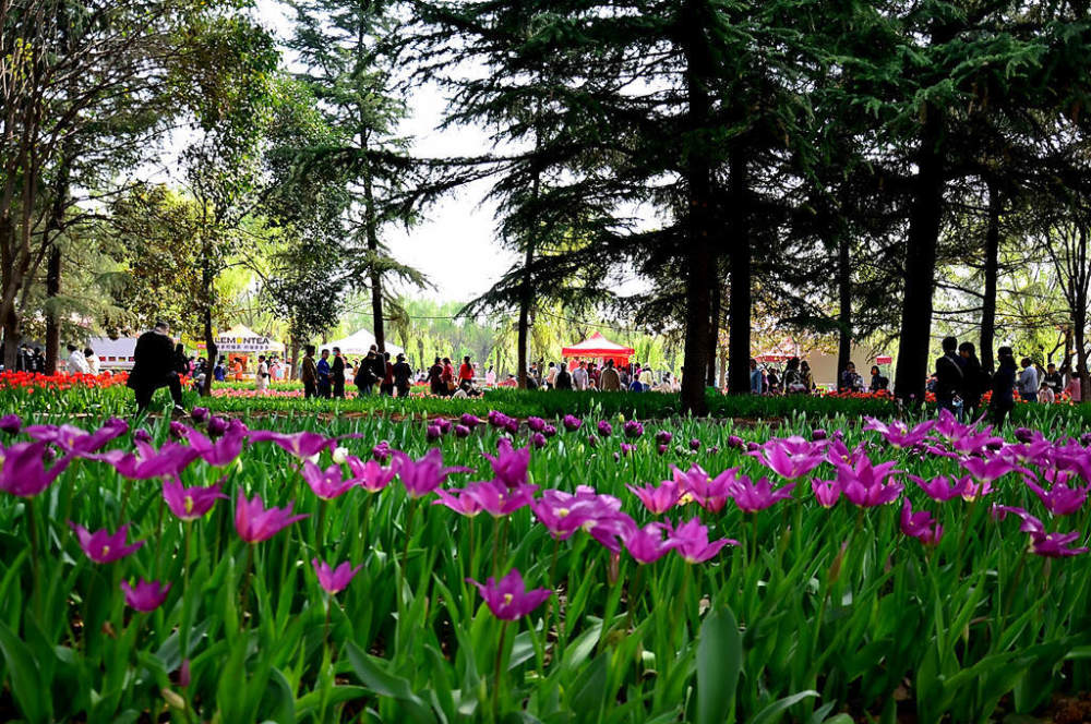 一園兩花競芳菲滿園春色迎賓來洛陽鬱金香牡丹園開園迎賓