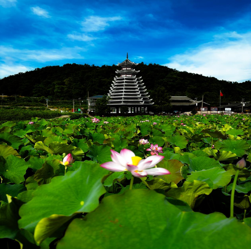 新晃向家地村:赏荷正当时