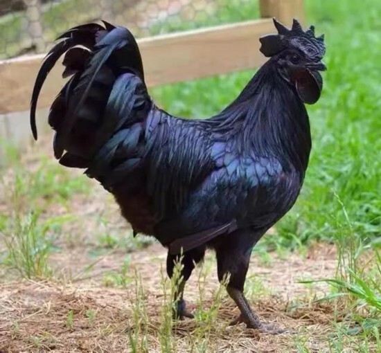 消费协作 | 闵行区举行盐津乌骨鸡宣传推介活动