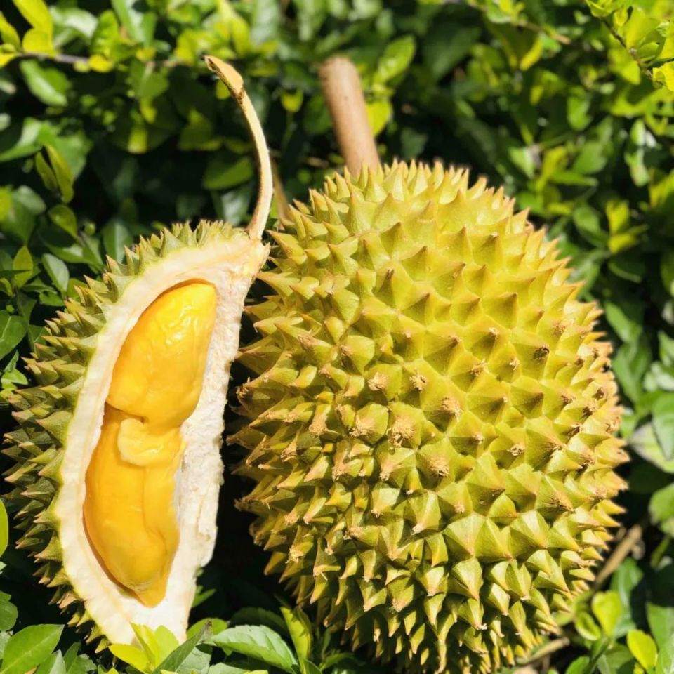 广西榴莲摊惊现鬼秤,官方:罚款2000