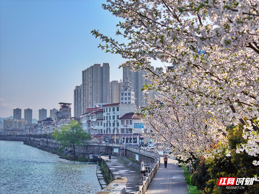 藏在慈利城市里的繁花翻涌春日悸动