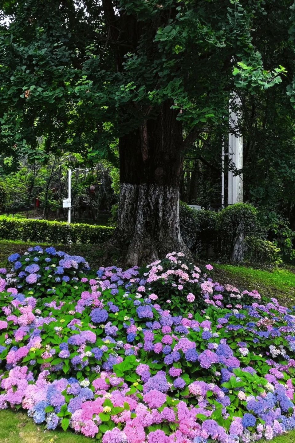 河滨公园绣球花盛放