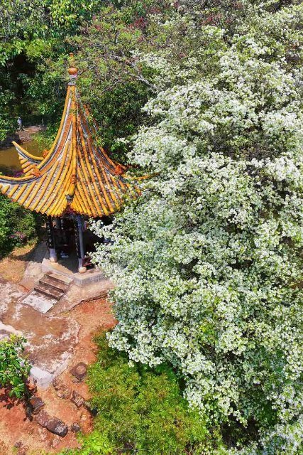 美好生活在云南|昆明黑龙潭公园流苏古树花开如雪_腾讯新闻