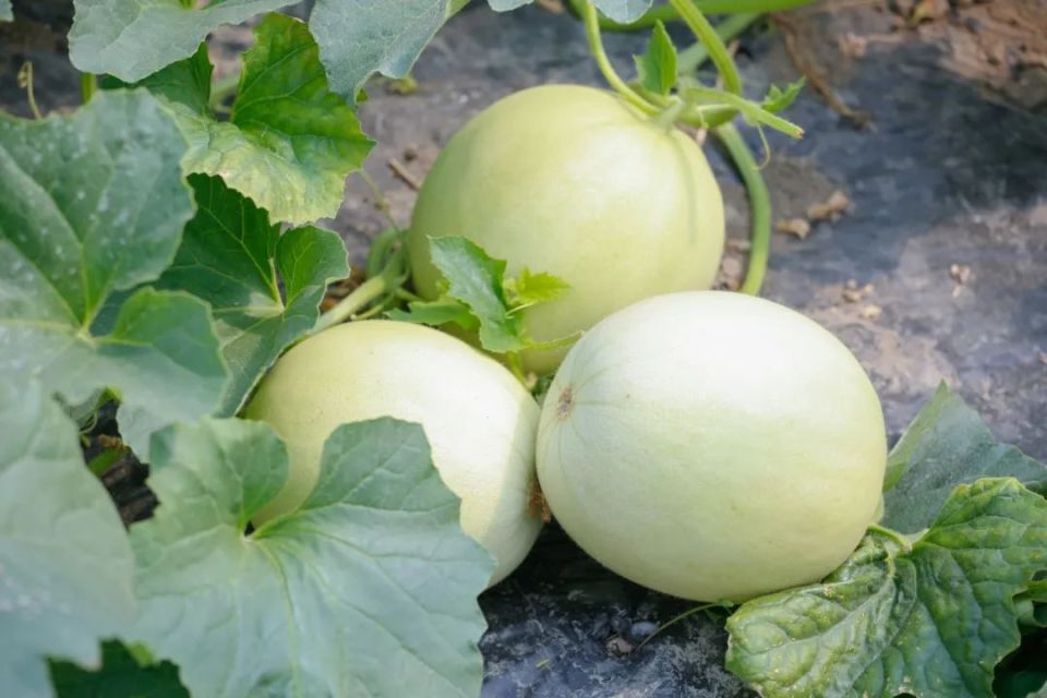 金山地产甜瓜上市了!