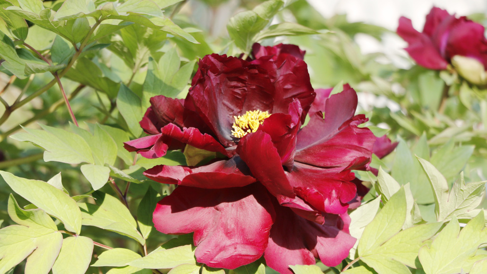 见过上过天的黑牡丹吗洛阳太空黑牡丹翰墨丹青通过新品种初审