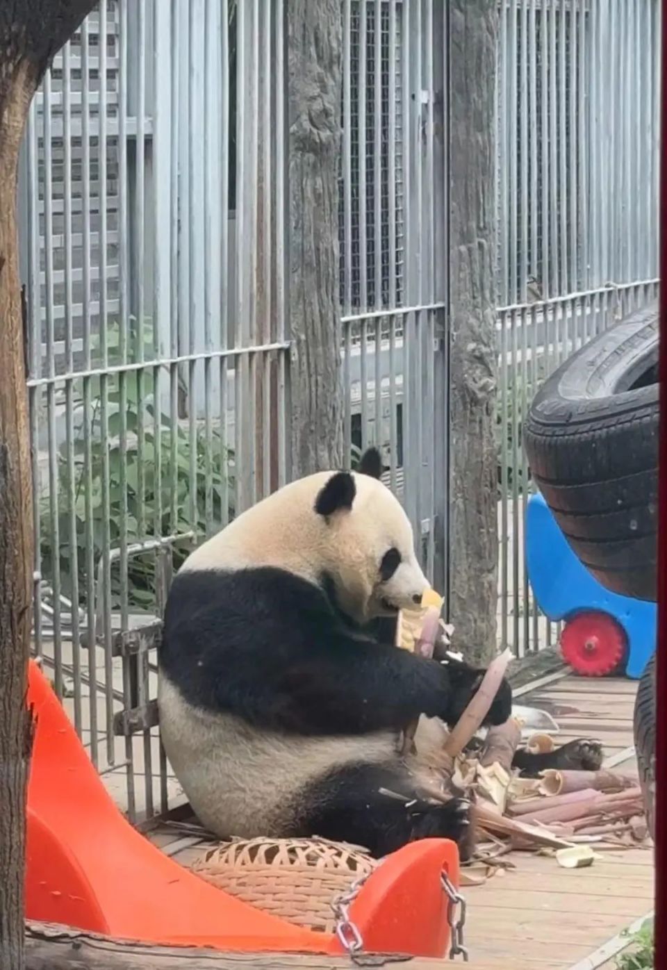 在北京动物园直播"顶流"熊猫有规矩,违规三次就禁播