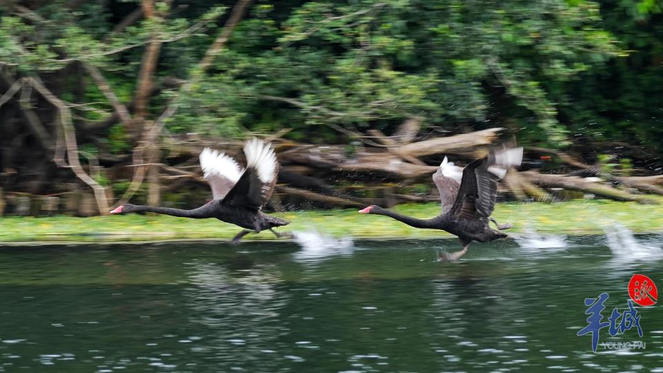 视频图集带娃教飞黑天鹅秀凌波微步