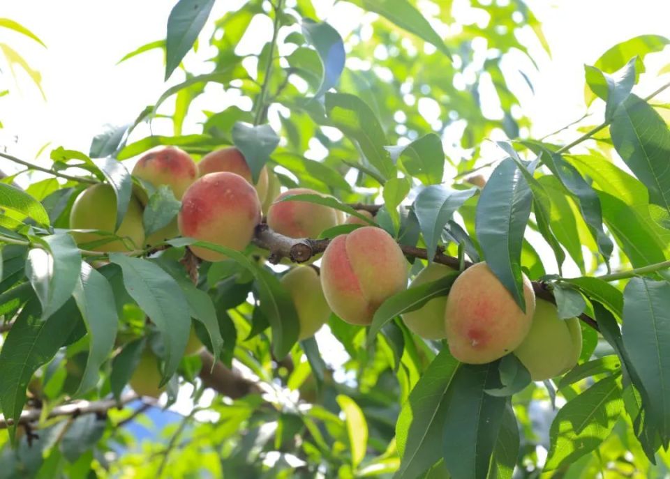 水灵灵的果子已经传来了鲜桃的清香~最近,兴文的风中又到桃子成熟时