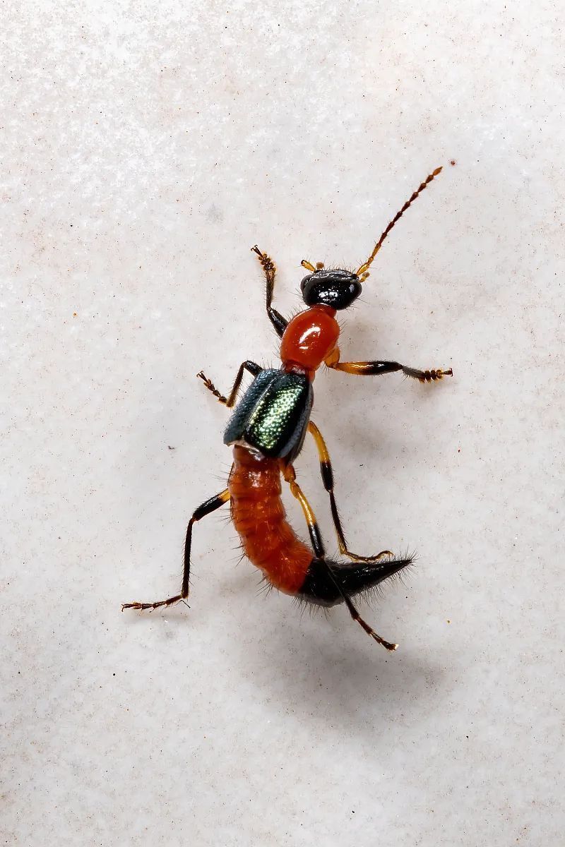 隐翅虫,也叫"飞蚂蚁".它黄黑相间,看上去像蚂蚁长了翅膀.