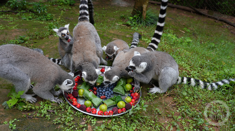野生动物享用特色粽子大餐,欢庆端午节