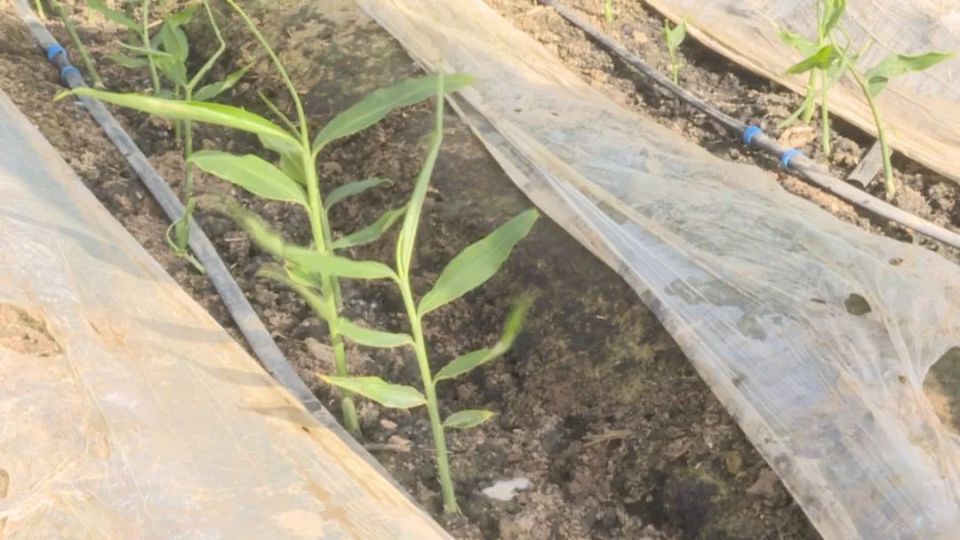 [南方生姜网-图片加载]