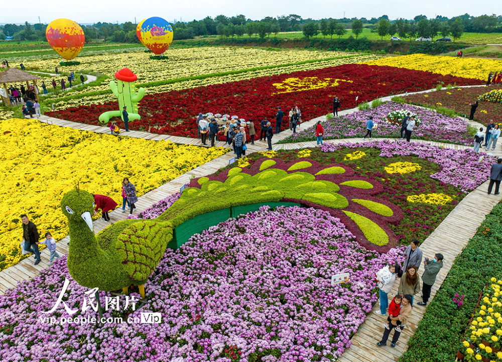 2023年10月2日,在山西省运城市芮城县精心打造的菊花小镇上,五彩斑斓