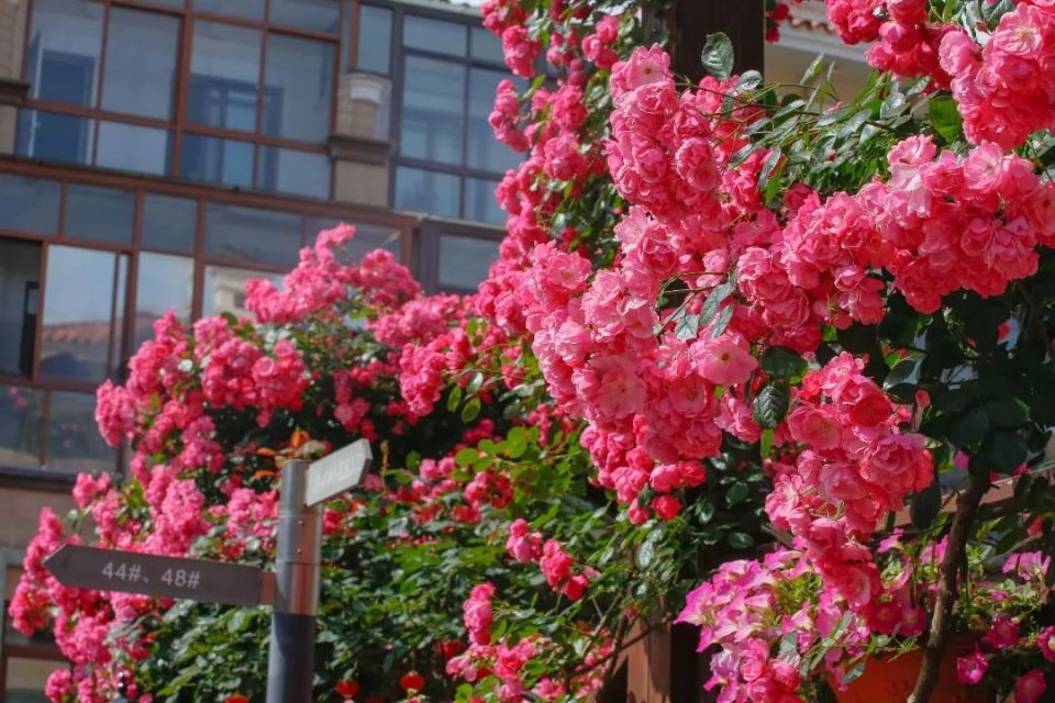 月季,铁线莲,绣球等竞相开放,粉色,红色,橙色,紫色的花朵,结满枝头,爬