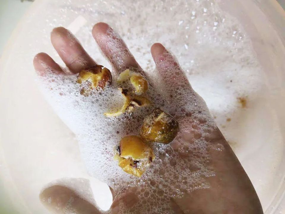 这野果叫"假龙眼",放温水里搓一搓就能当洗洁剂,可惜常烂一地没人要