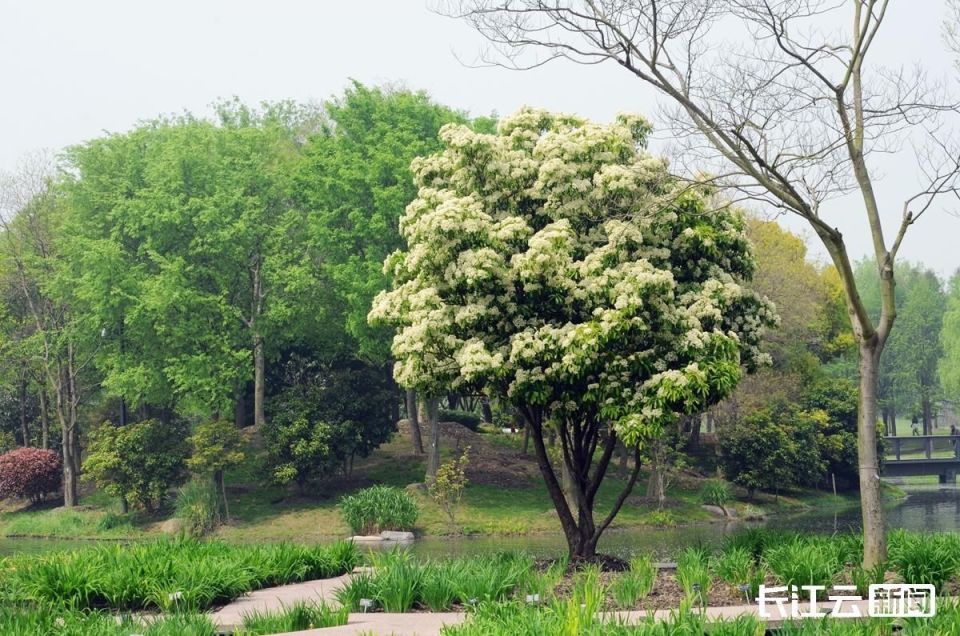 壁纸 树 960_636