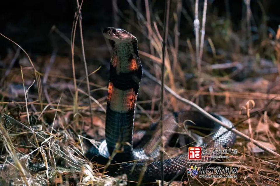 也就是我们常说的"全村吃饭蛇"被咬上一口可能致命是一种剧毒蛇类日常