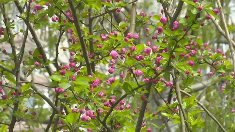 花开燕赵 美丽河北