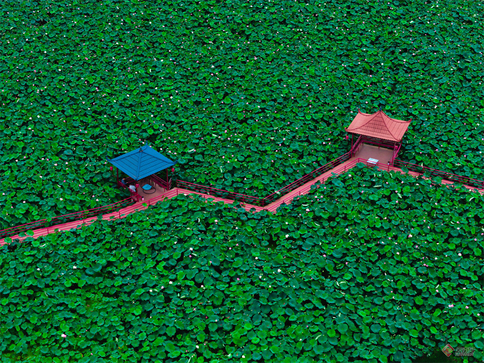 赏荷花,品荷珍,逛荷集……丽江市永胜县第三届荷花季启动