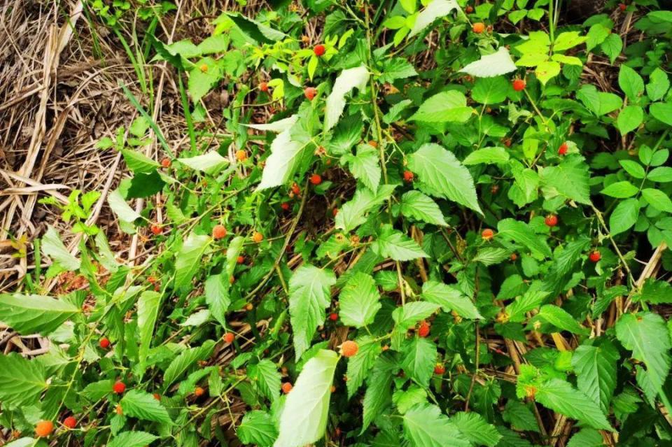 这种果实它也是长在一种灌木上面,它的茎杆上面都长有刺的,大家采摘的