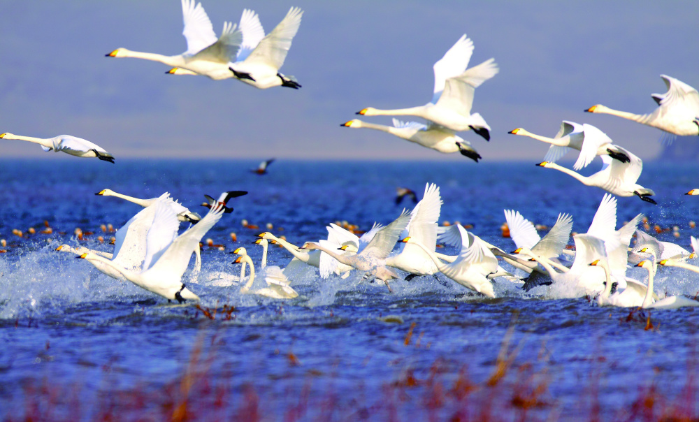 电力巡线员的"天鹅日记"