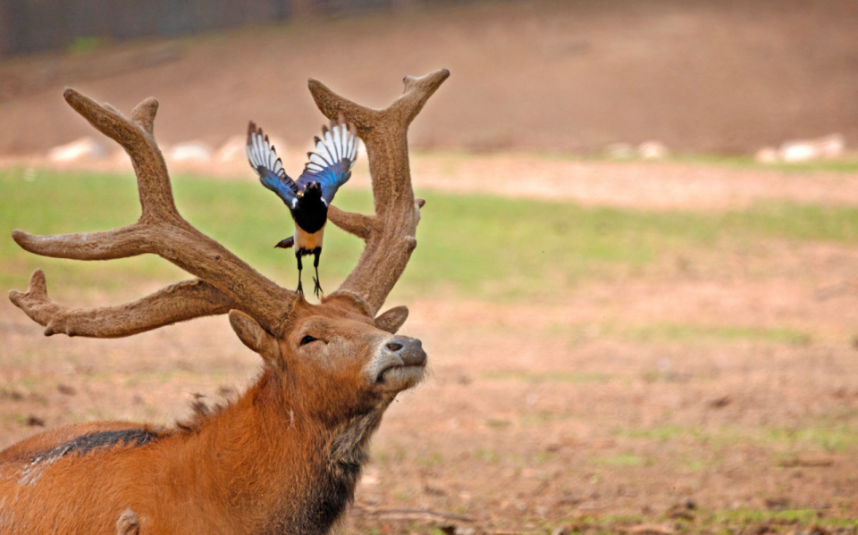 好消息!我国大量珍稀濒危野生动植物种群稳步增长